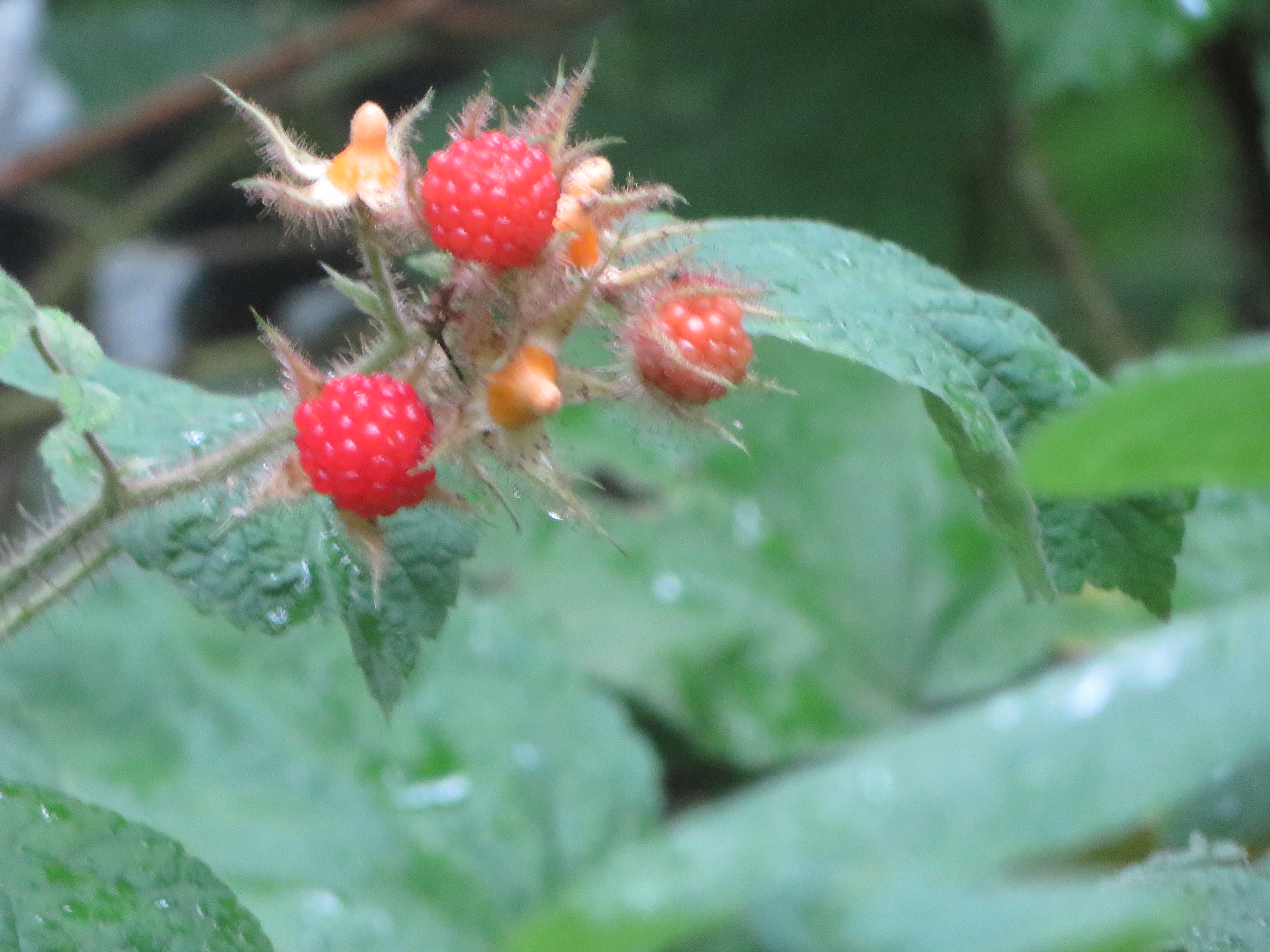 Wild Raspberries (Riverside Park) | jewish philosophy place